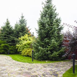 Дизайн сада у входа в дом фото